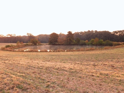 78 Acres Beautiful Pastureland for Sale Amite County, MS - image 12