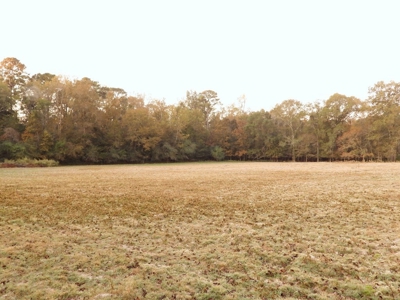 78 Acres Beautiful Pastureland for Sale Amite County, MS - image 13
