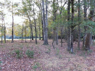 78 Acres Beautiful Pastureland for Sale Amite County, MS - image 18