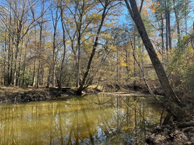 Young Planted Pine Land W/ Utilities Hwy Poyen, AR for Sale - image 3