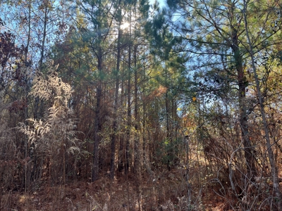 Young Planted Pine Land W/ Utilities Hwy Poyen, AR for Sale - image 5