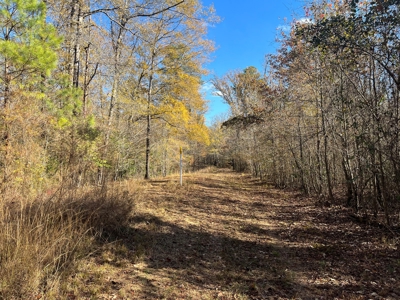 Young Planted Pine Land W/ Utilities Hwy Poyen, AR for Sale - image 4