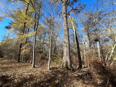 Young Planted Pine Land W/ Utilities Hwy Poyen, AR for Sale - image 1