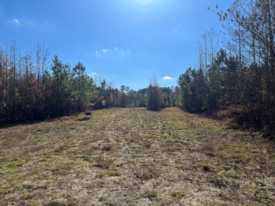 Young Planted Pine Land W/ Utilities Hwy Poyen, AR for Sale - image 9