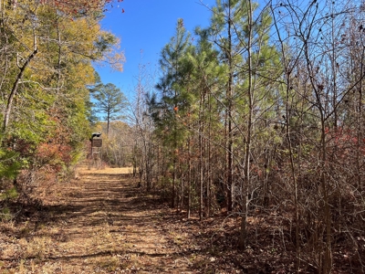 Young Planted Pine Land W/ Utilities Hwy Poyen, AR for Sale - image 7