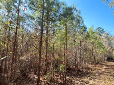Young Planted Pine Land W/ Utilities Hwy Poyen, AR for Sale - image 8