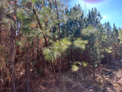 Young Planted Pine Land W/ Utilities Hwy Poyen, AR for Sale - image 6