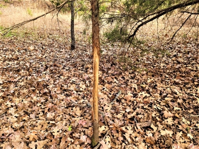 Missouri Hunting Property For Sale - image 36