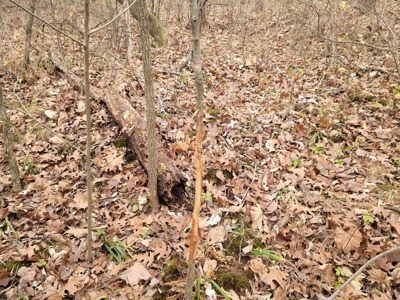 Missouri Hunting Property For Sale - image 40