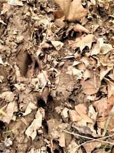 Missouri Hunting Property For Sale - image 45