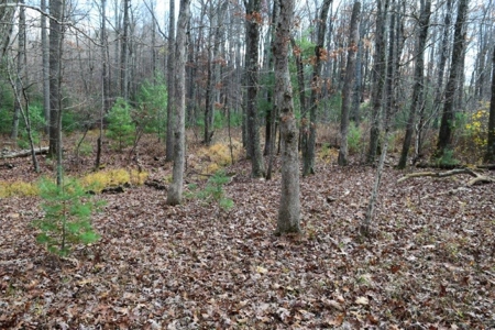 Country Home And Land For Sale In Floyd Va - image 41