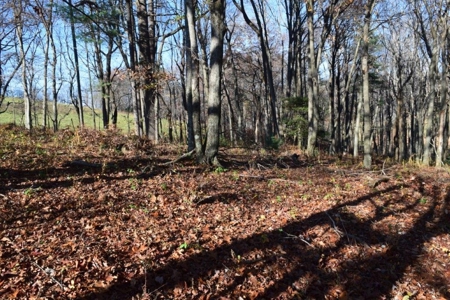 Open Pasture Land For Sale In Floyd Va! - image 32