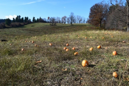 Open Pasture Land For Sale In Floyd Va! - image 19
