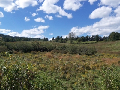 Open Pasture Land For Sale In Floyd Va! - image 2