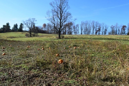 Open Pasture Land For Sale In Floyd Va! - image 16