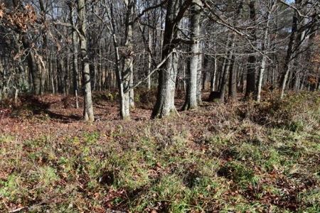 Open Pasture Land For Sale In Floyd Va! - image 14