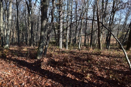 Open Pasture Land For Sale In Floyd Va! - image 30