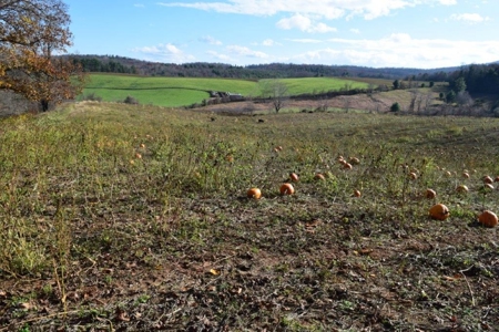 Open Pasture Land For Sale In Floyd Va! - image 17