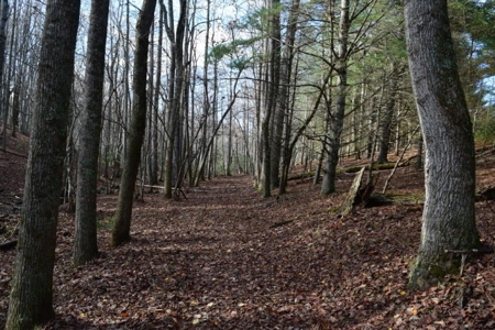 Wooded Land For Sale In Floyd Va - image 34