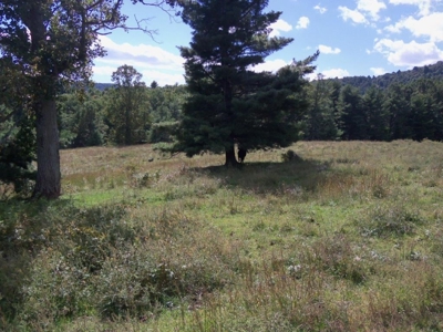 Wooded Land For Sale In Floyd Va - image 9