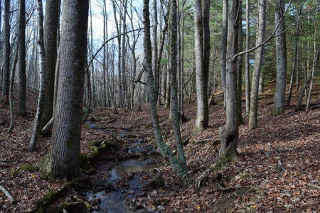 Wooded Land For Sale In Floyd Va - image 33