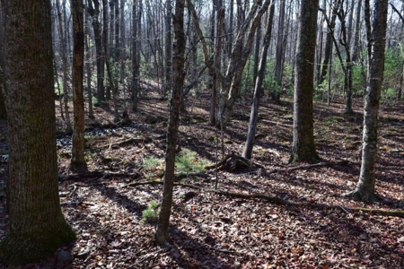 Wooded Land For Sale In Floyd Va - image 45