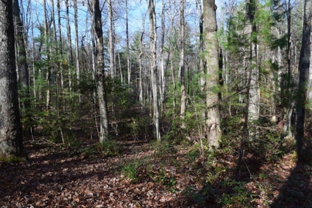 Wooded Land For Sale In Floyd Va - image 40