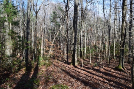 Wooded Land For Sale In Floyd Va - image 39