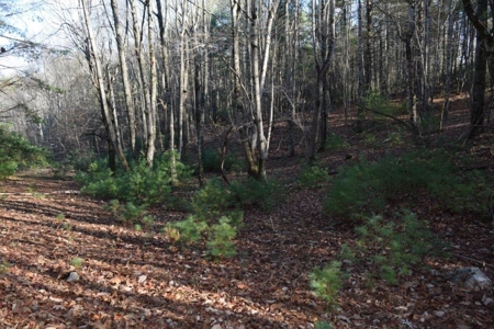Wooded Land For Sale In Floyd Va! - image 10