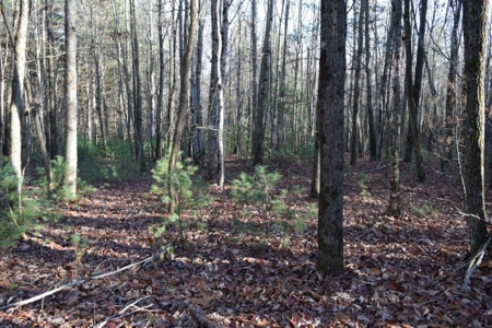 Wooded Land For Sale In Floyd Va! - image 18