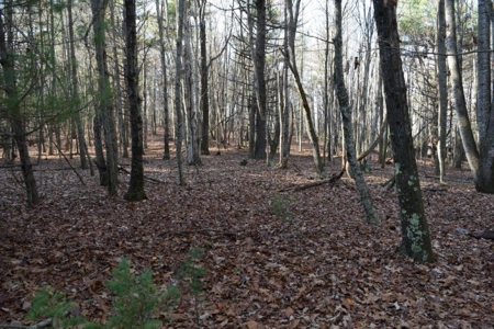 Wooded Land For Sale In Floyd Va! - image 12