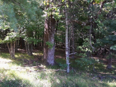 Wooded Land For Sale In Floyd Va! - image 3