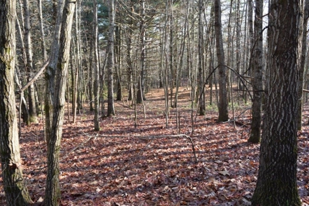 Wooded Land For Sale In Floyd Va! - image 15