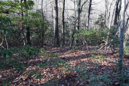 Wooded Land For Sale In Floyd Va! - image 17