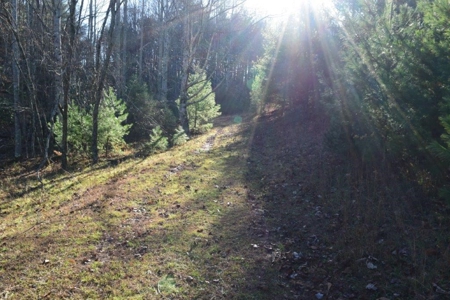 Wooded Land For Sale In Floyd Va! - image 5