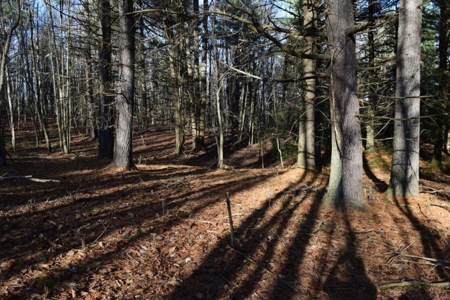 Wooded Land For Sale In Floyd Va! - image 25