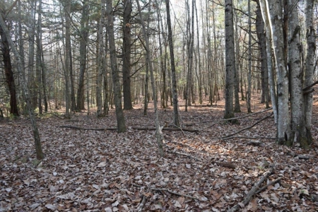 Wooded Land For Sale In Floyd Va! - image 14