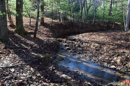 Wooded Land For Sale In Floyd Va! - image 4