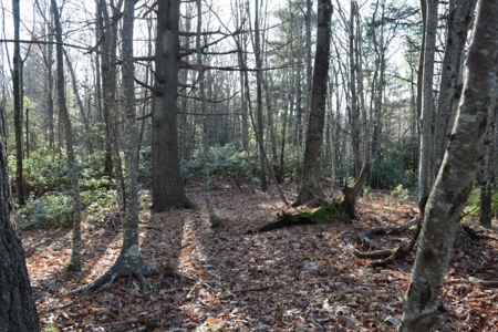 Wooded Land For Sale In Floyd Va! - image 16
