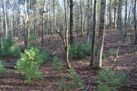 Wooded Land For Sale In Floyd Va! - image 9