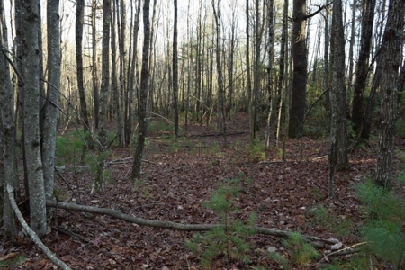 Wooded Land For Sale In Floyd Va! - image 19