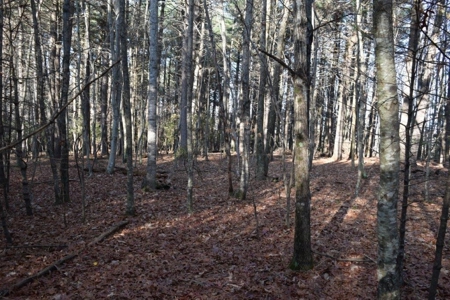 Wooded Land For Sale In Floyd Va! - image 31