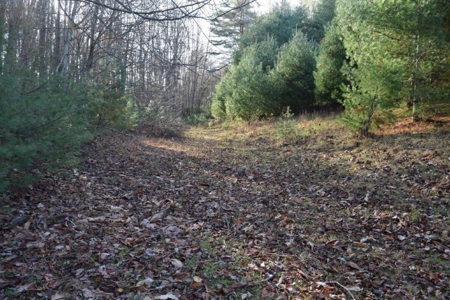 Wooded Land For Sale In Floyd Va! - image 8