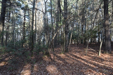 Wooded Land For Sale In Floyd Va! - image 30