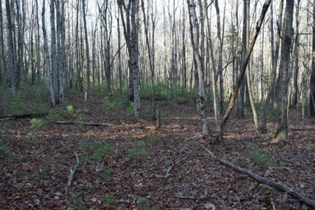 Wooded Land For Sale In Floyd Va! - image 24