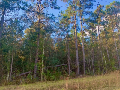35 Acres Land for Sale Petal, MS - image 5