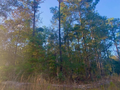 35 Acres Land for Sale Petal, MS - image 7