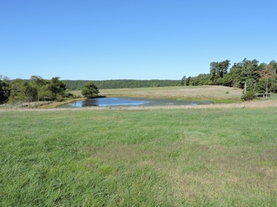Large Farm 525 Acre Timber Pasture For Sale Harrison - image 16