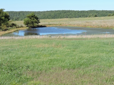 Large Farm 525 Acre Timber Pasture For Sale Harrison - image 17