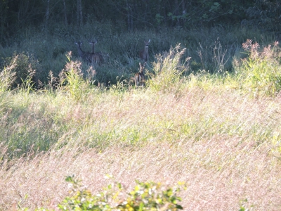 Large Farm 525 Acre Timber Pasture For Sale Harrison - image 7